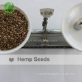 Wholesale Chinese hemp seed for planting with hemp seeds